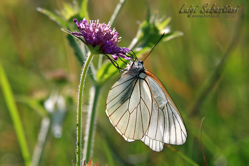 Aporia crataegi